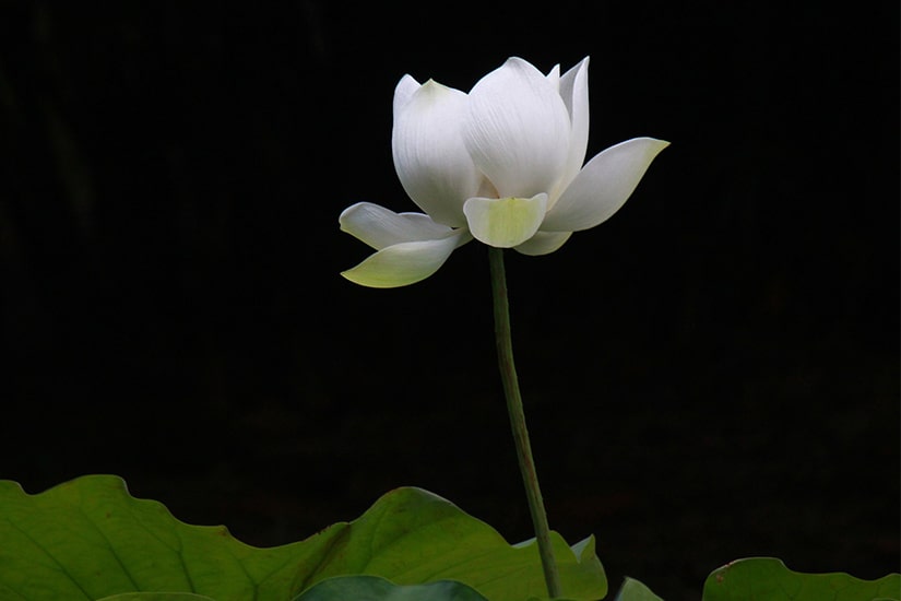 蓮の花